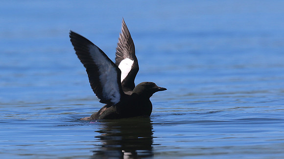 Black Guillemot, Oban, June 2016