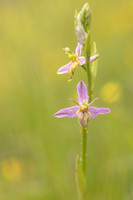Mutant Wasp Orchid, Rodbrough Common, June 2024
