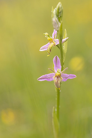 Mutant Wasp Orchid, Rodbrough Common, June 2024