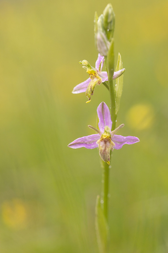 Mutant Wasp Orchid, Rodbrough Common, June 2024