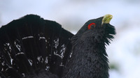 Capercaillie