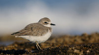 Greater Sand Plover, Paphos Headland, October 2016