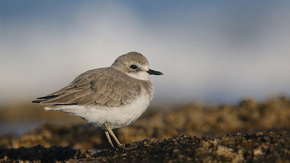 Greater Sand Plover, Paphos Headland, October 2016