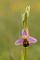 Bee Orchid, Minchinhampton Common, June 2024