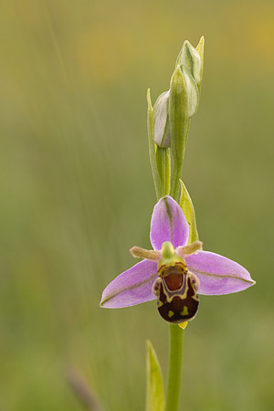 Bee Orchid, Minchinhampton Common, June 2024