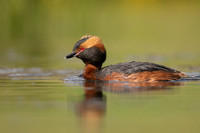 Slavonian Grebe, Iceland, May 2022