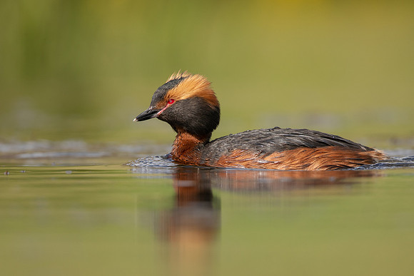 Slavonian Grebe, Iceland, May 2022