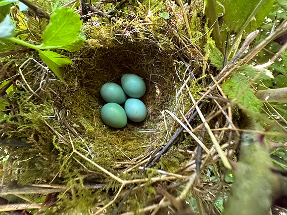Song Thrush, Rockhampton, May 2024
