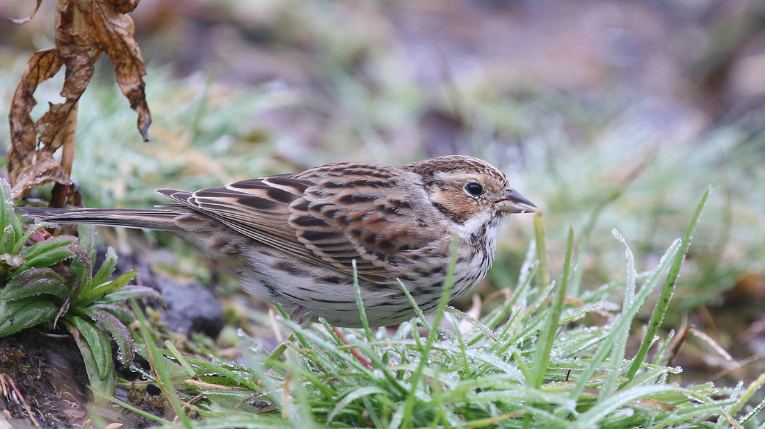 Little Bunting, Forest Farm, Feb 2015