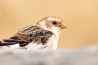 Snow Bunting, Cairngorms, February  2024.