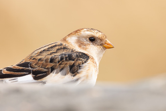 Snow Bunting, Cairngorms, February  2024.