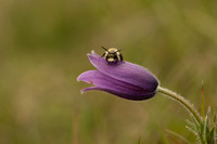 Pasque Flower, Cirencester, April 2020