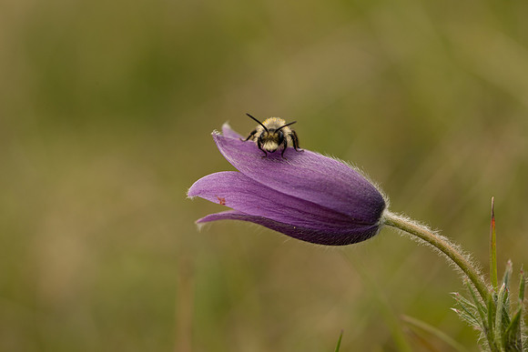 Pasque Flower, Cirencester, April 2020