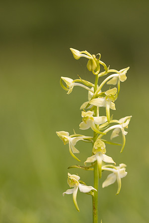Greater Butterfly-orchid, Parkgate Down, May 2024