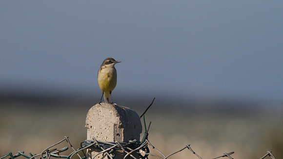 Yellow Wagtail, Larnaca Sewage works 2014