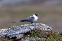 Long-tailed Skua, Áilegas fell, Finland, June 2025