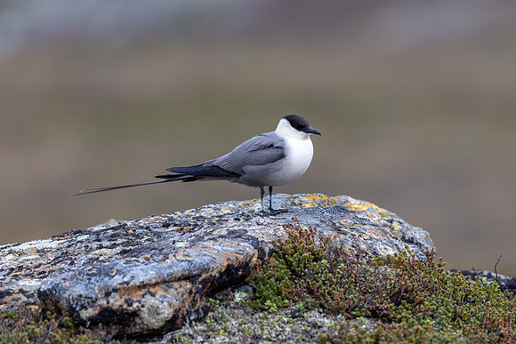 Long-tailed Skua, Áilegas fell, Finland, June 2025