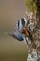 Nuthatch, Forest of Dean, April 2021