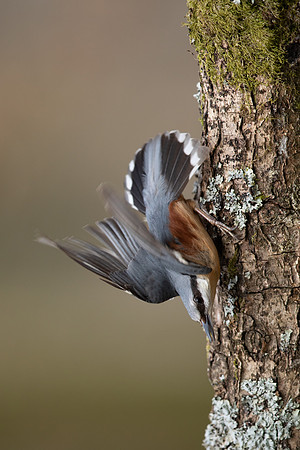 Nuthatch, Forest of Dean, April 2021