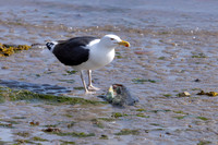 Greater black-backed Gull, Vardo, Norway, June 2023