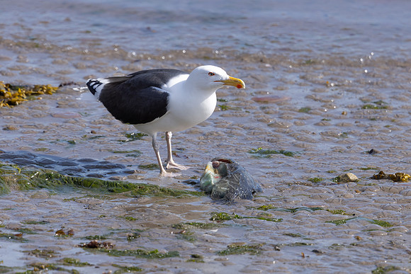 Greater black-backed Gull, Vardo, Norway, June 2023