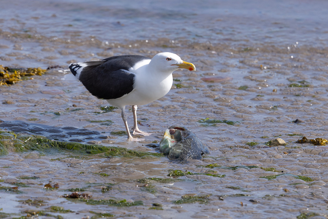 Greater black-backed Gull, Vardo, Norway, June 2023