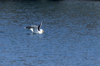 Greater black-backed Gull
