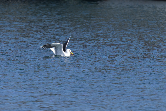 Greater black-backed Gull, Vardo, Norway, June 2023.