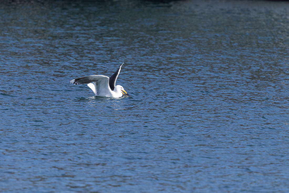 Greater black-backed Gull, Vardo, Norway, June 2023.