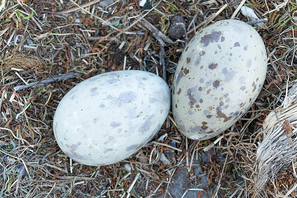 Greater black-backed Gull, Norway, June 2023