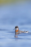 Red-necked Phalarope, Vardo, Norway, June 2023