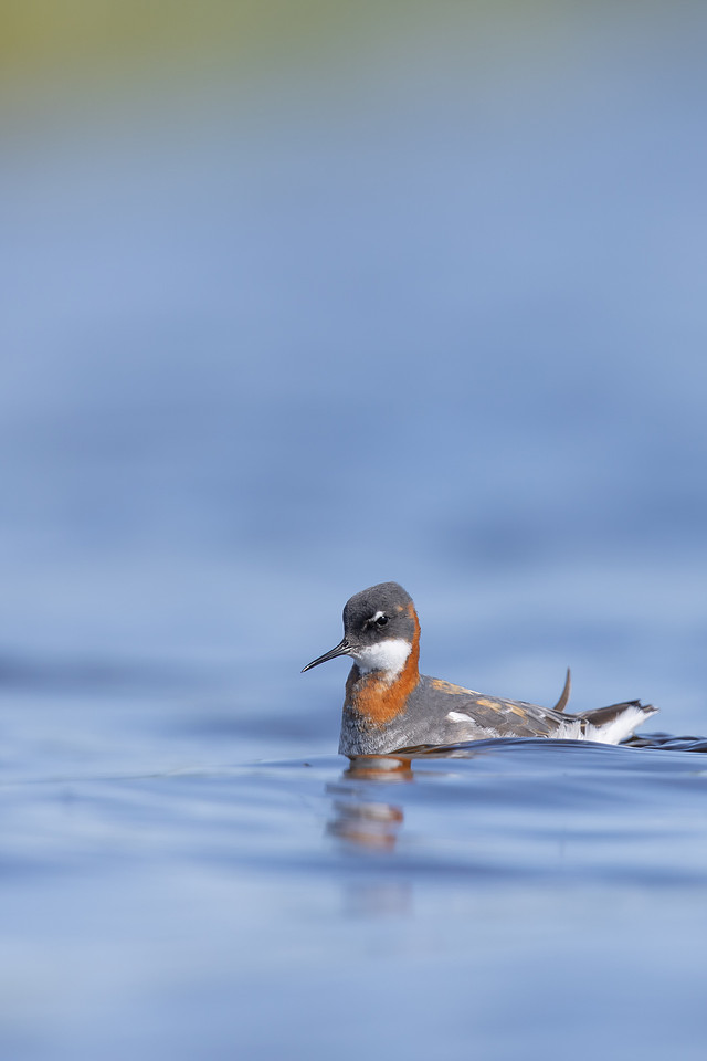 Red-necked Phalarope, Vardo, Norway, June 2023