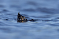 Red-necked Phalarope, Vardo, Norway, June 2023