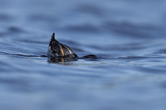 Red-necked Phalarope, Vardo, Norway, June 2023