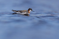 Red-necked Phalarope, Vardo, Norway, June 2023