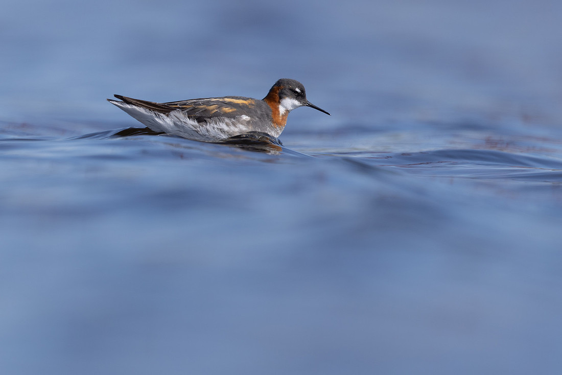 Red-necked Phalarope, Vardo, Norway, June 2023