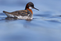Red-necked Phalarope, Vardo, Norway, June 2023