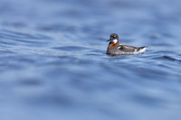 Red-necked Phalarope, Vardo, Norway, June 2023.