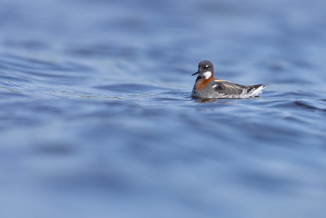 Red-necked Phalarope, Vardo, Norway, June 2023.