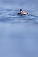 Red-necked Phalarope, Vardo, Norway, June 2023