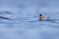 Red-necked Phalarope, Vardo, Norway, June 2023