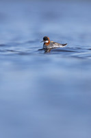 Red-necked Phalarope, Vardo, Norway, June 2023