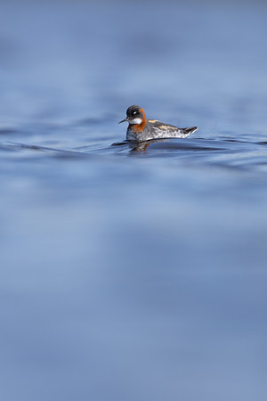 Red-necked Phalarope, Vardo, Norway, June 2023