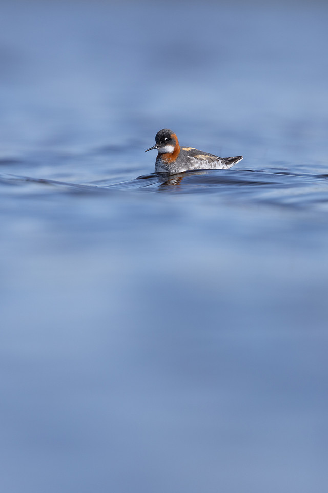 Red-necked Phalarope, Vardo, Norway, June 2023
