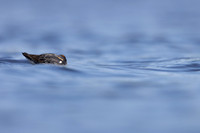Red-necked Phalarope, Vardo, Norway, June 2023