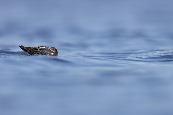 Red-necked Phalarope, Vardo, Norway, June 2023
