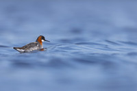Red-necked Phalarope, Vardo, Norway, June 2023