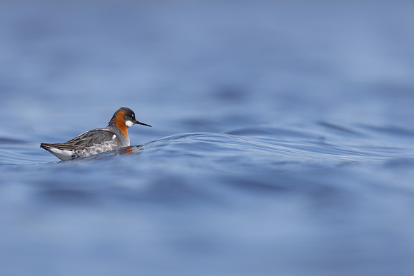 Red-necked Phalarope, Vardo, Norway, June 2023