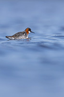 Red-necked Phalarope, Vardo, Norway, June 2023