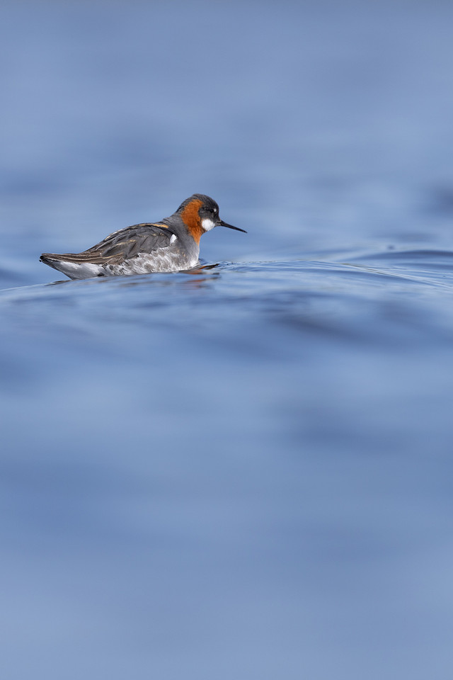 Red-necked Phalarope, Vardo, Norway, June 2023